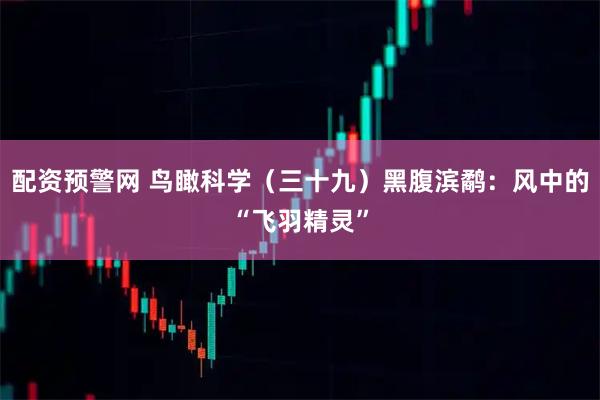 配资预警网 鸟瞰科学（三十九）黑腹滨鹬：风中的“飞羽精灵”